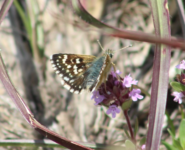 Spialia orbifer - törpe busalepke