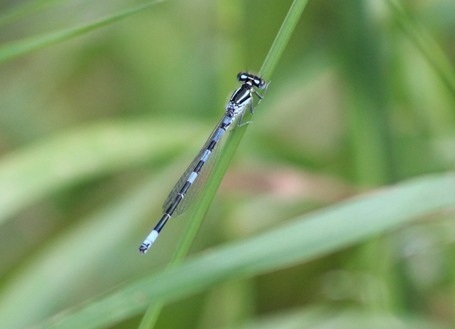 Coenagrion scitulum - mediterrán légivadász