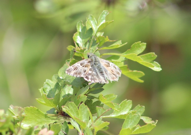 Carcharodus floccifera - pemetefű-busalepke