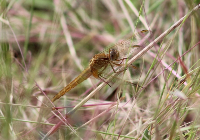 Crocothemis erythraea - skarlát szitakötő