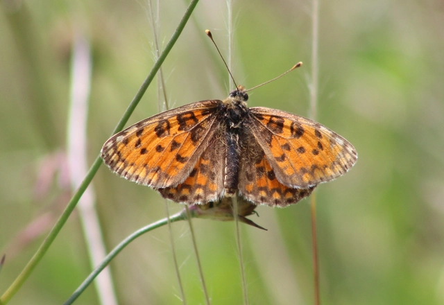 Melitaea trivia - kis tarkalepke