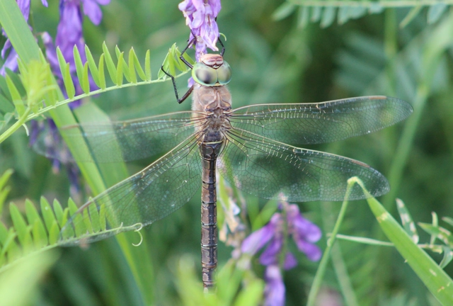 Anax parthenope - barna óriásacsa