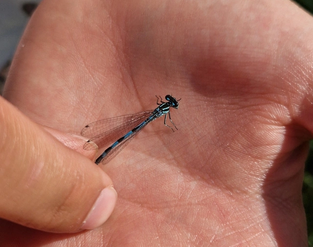 Coenagrion ornatum - díszes légivadász