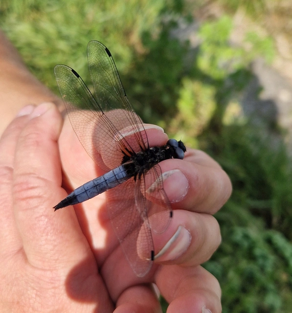 Libellula fulva - kisfoltos laposacsa