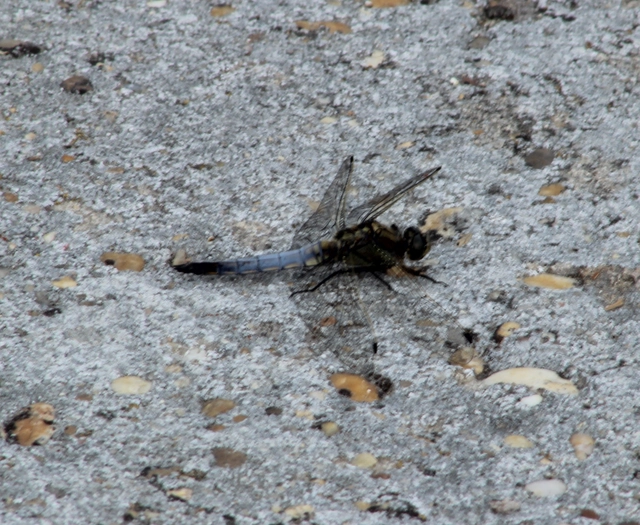 Orthetrum cancellatum - feketefarkú pásztorszitakötő