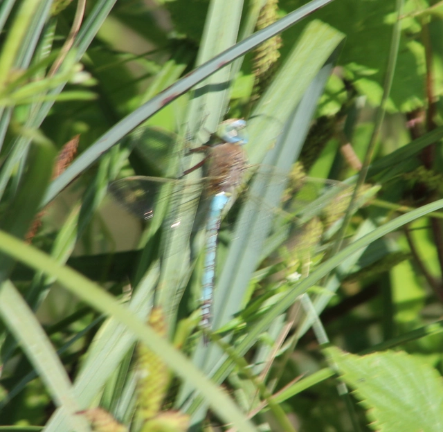 Anax parthenope - barna óriásacsa