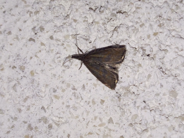Platytes cerussella - törpe fűgyökérmoly