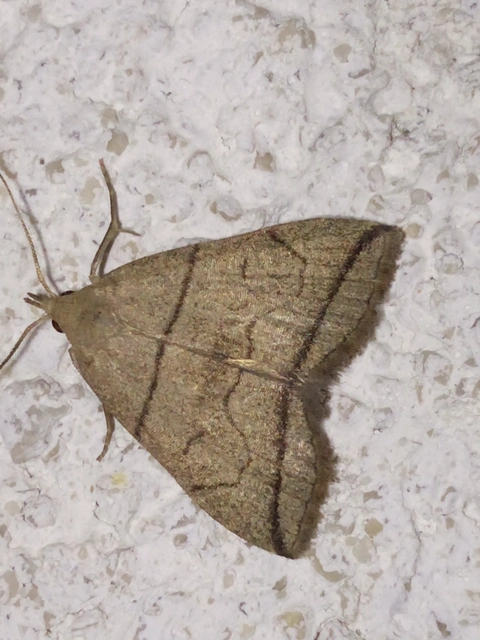Herminia grisealis - ligeti karcsúbagoly