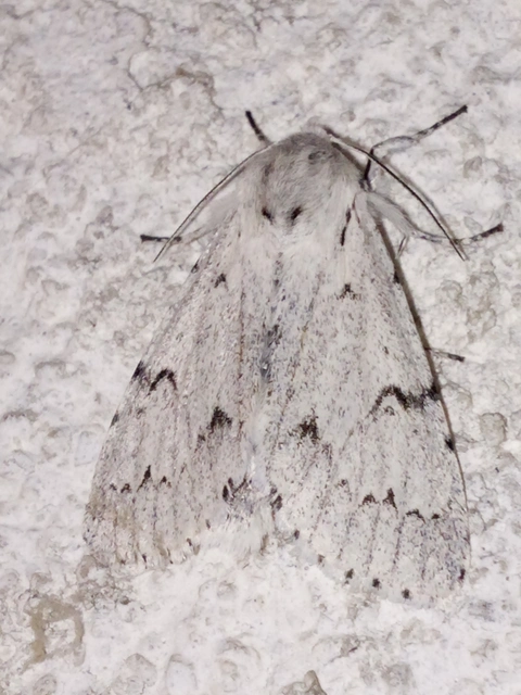 Acronicta leporina - fehér szigonyosbagoly