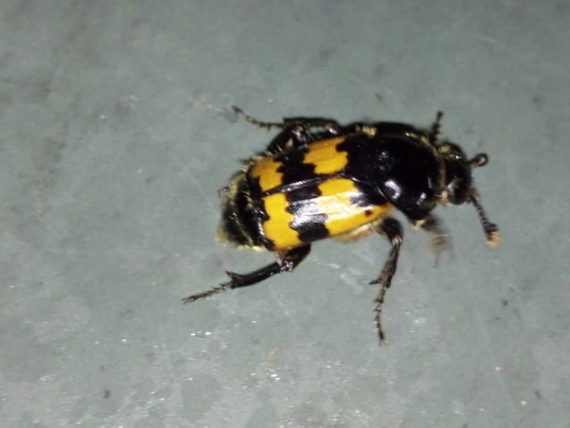 Nicrophorus vespillo - közönséges temetőbogár