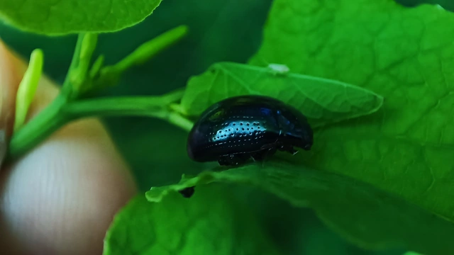 Chrysolina oricalcia - bronzos levélbogár