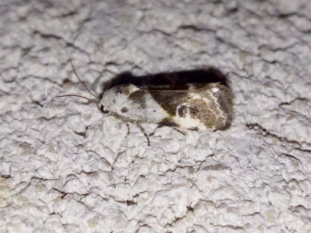 Ponometia candefacta - parlagfűbagoly