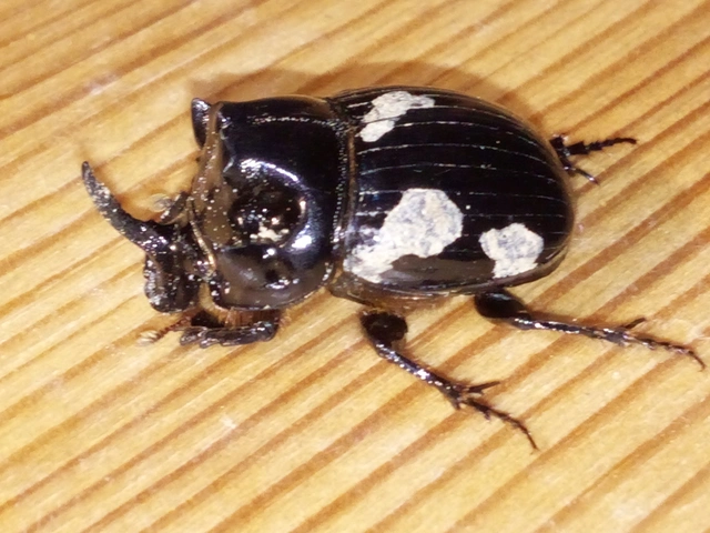 Copris lunaris - közönséges holdszarvú-ganéjtúró