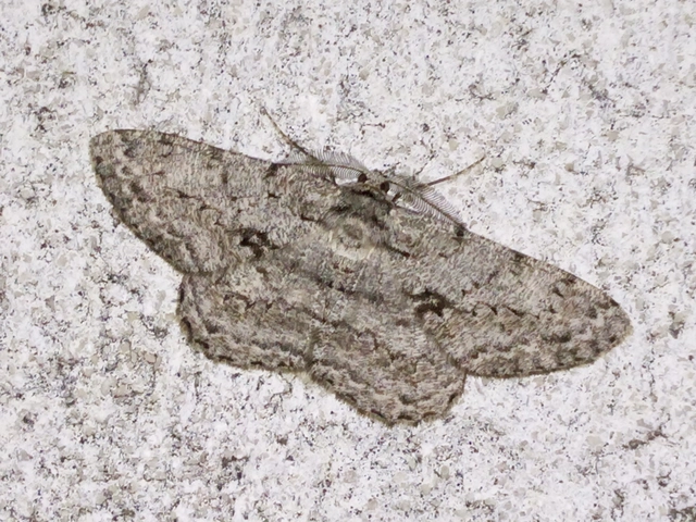 Hypomecis roboraria - nagy tölgyfaaraszoló