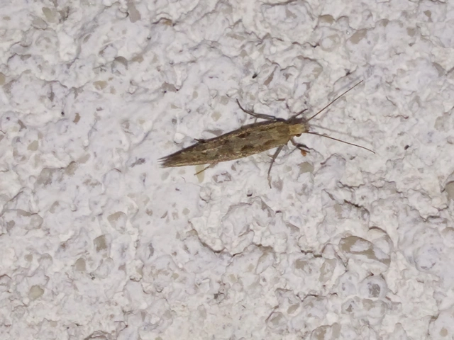 Plutella xylostella - káposztamoly