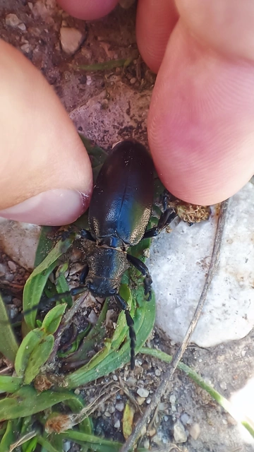 Dorcadion aethiops - fekete gyalogcincér