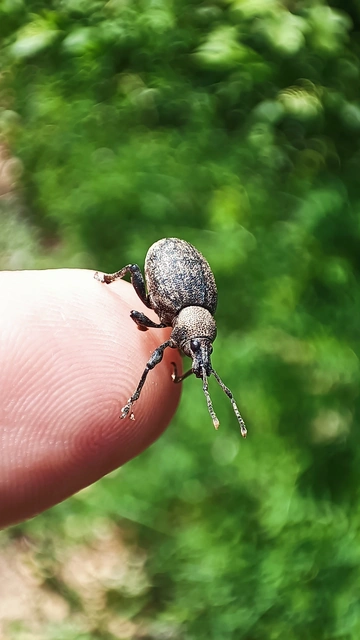 Otiorhynchus ligustici - vincellér-gyalogormányos