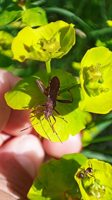 Camptopus lateralis - görbelábú karimáspoloska