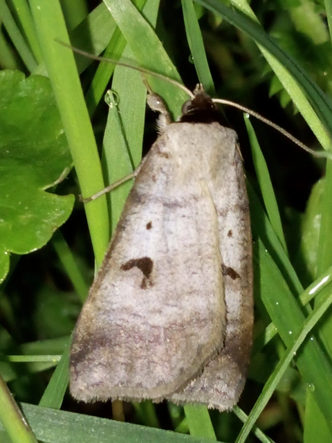 Lygephila pastinum - közönséges csüdfűbagoly