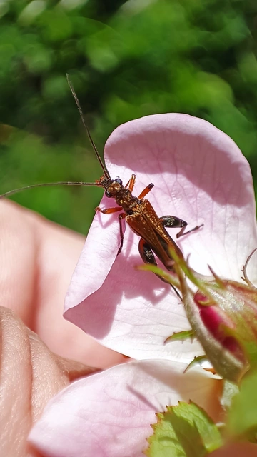 Oedemera podagrariae - székfű-álcincér