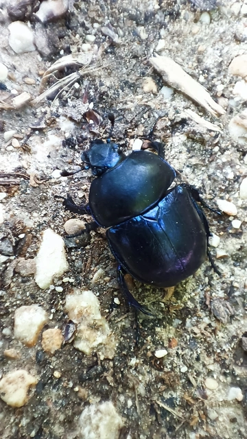 Trypocopris vernalis - tavaszi álganéjtúró