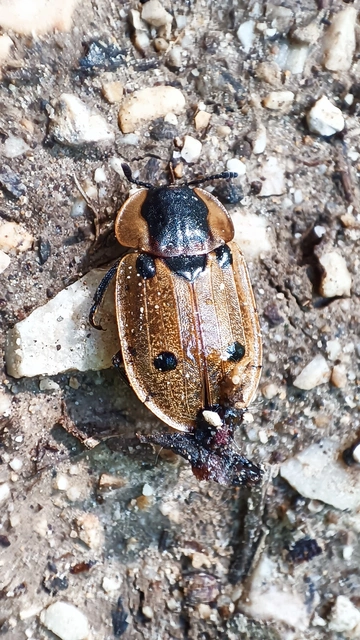 Dendroxena quadrimaculata - négypettyes dögbogár