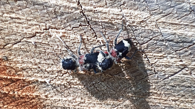 Clerus mutillarius - feketenyakú szúfarkas