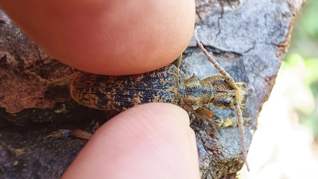 Rhagium sycophanta - tölgyes-tövisescincér