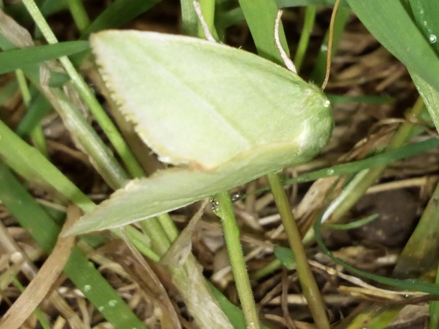 Pseudoips prasinana - bükkfa-zöldbagoly