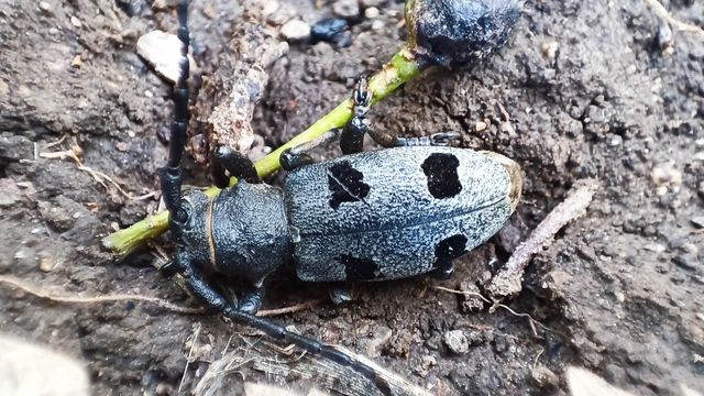 Morimus asper funereus - gyászcincér
