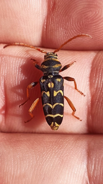 Plagionotus arcuatus - bársonyos darázscincér