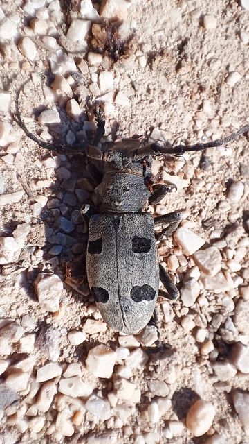 Morimus asper funereus - gyászcincér