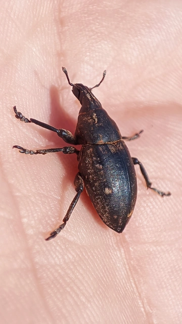 Leucophyes pedestris - négypettyes barkó