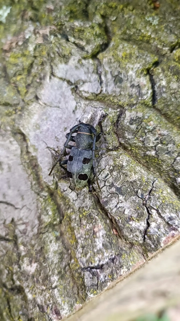 Morimus asper funereus - gyászcincér