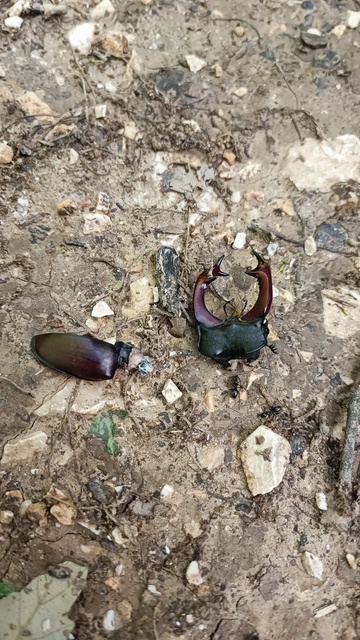 Lucanus cervus - nagy szarvasbogár