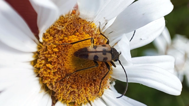 Pachytodes erraticus - rajzos virágcincér