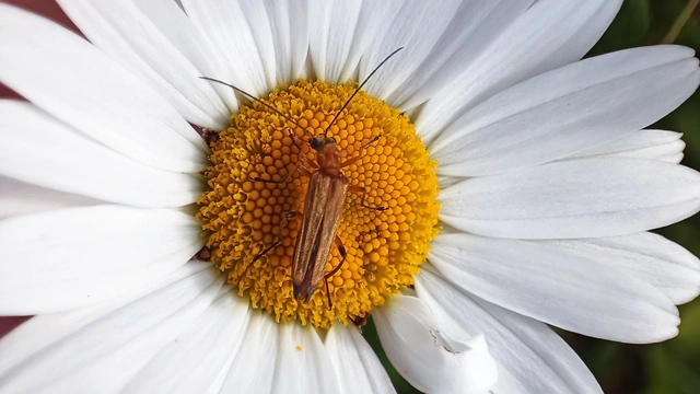 Oedemera podagrariae - székfű-álcincér