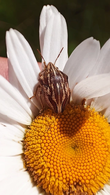Odontotarsus