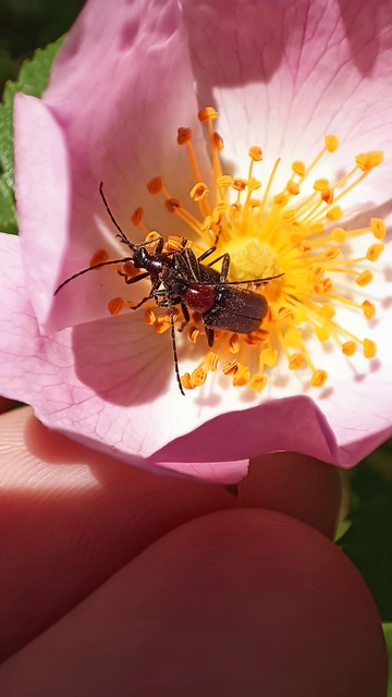 Dinoptera collaris - vörösnyakú virágcincér