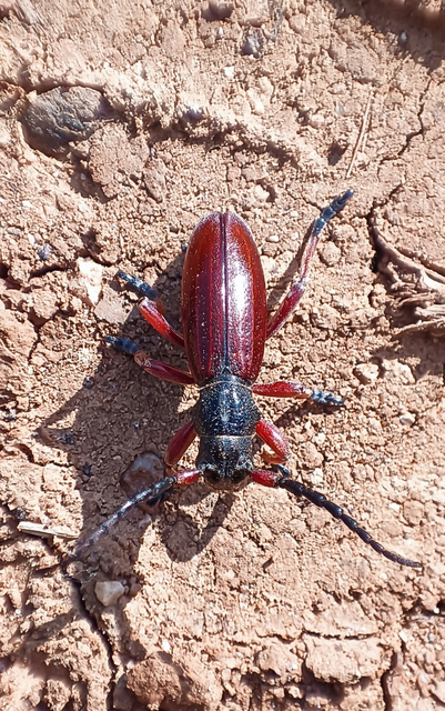Dorcadion fulvum - barna gyalogcincér