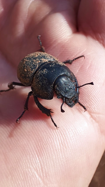 Lethrus apterus - nagyfejű csajkó