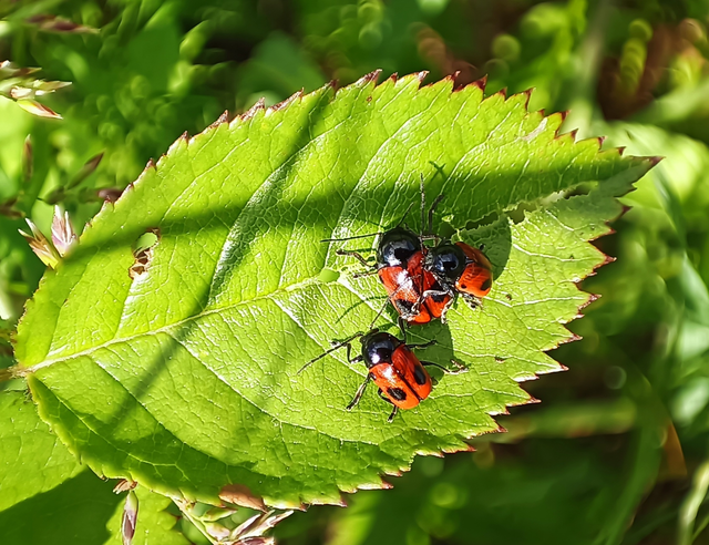 Cryptocephalus bipunctatus - kétpettyes zömökbogár