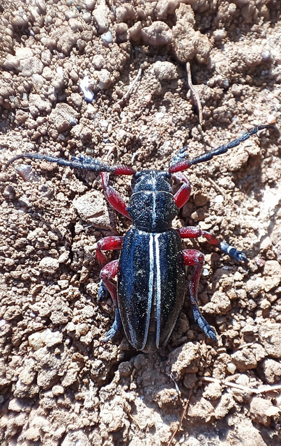 Dorcadion pedestre - kétsávos gyalogcincér