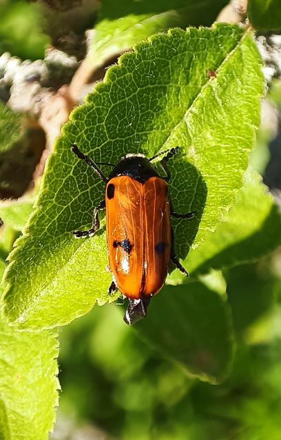 Clytra appendicina - széleshátú zsákhordóbogár