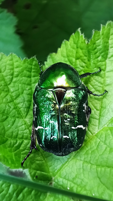 Cetonia aurata - aranyos virágbogár
