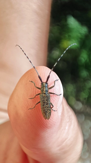 Agapanthia villosoviridescens - fehérgyűrűs bogáncscincér