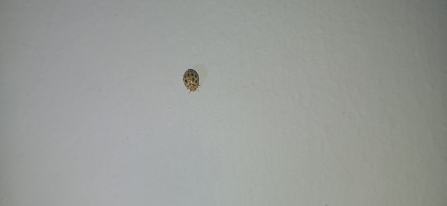 Tytthaspis sedecimpunctata - tizenhatpettyes katica