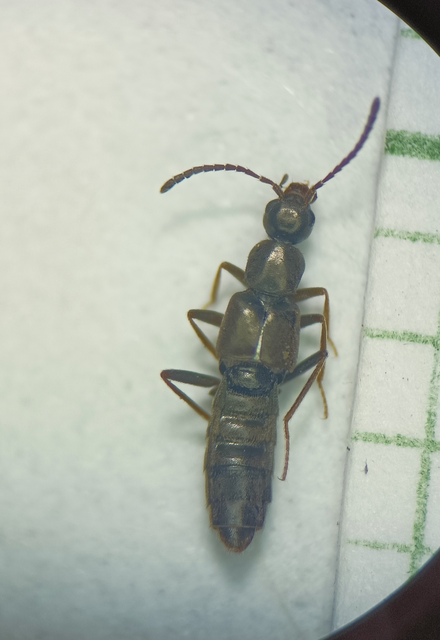 Ischnopoda umbratica - bronzfényű cingárholyva