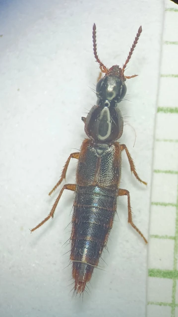 Quedius nemoralis - foltosszárnyú mohaholyva