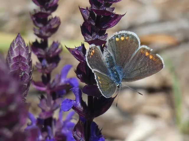 Polyommatus icarus - közönséges boglárka